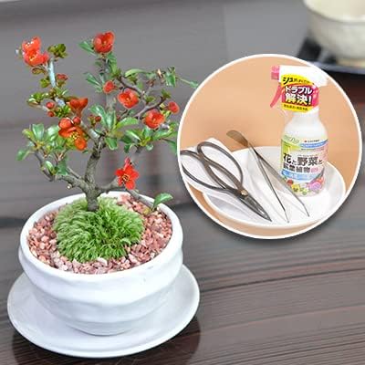 紅葉盆栽 琴姫 極小樹 太幹 樹高葉先まで4.5cm 大きなキズ無し ミニ